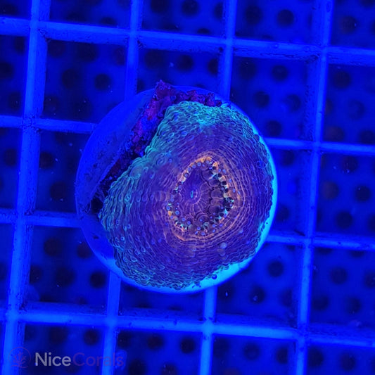 Lobophyllia