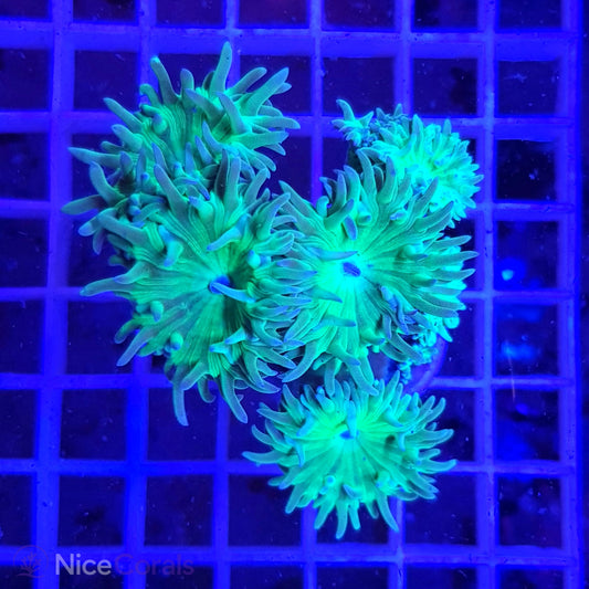 Duncanopsammia