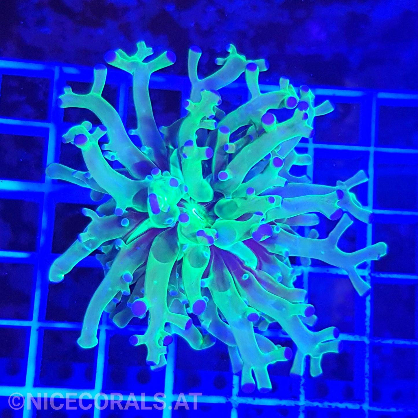 Euphyllia paradivisa