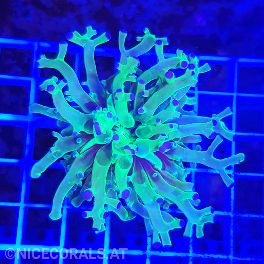 Euphyllia paradivisa