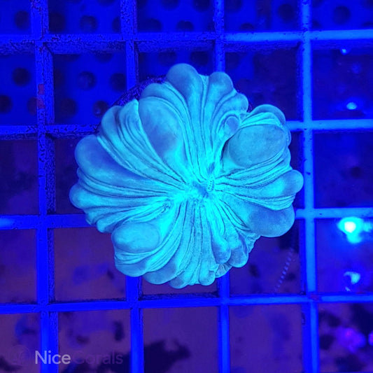 Nemenzophyllia