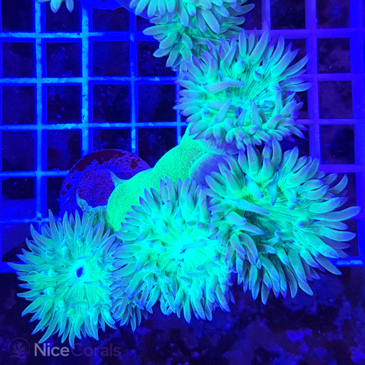 Duncanopsammia