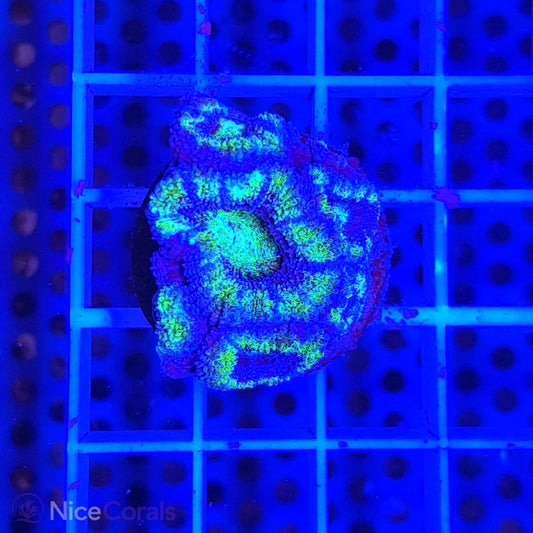 Acanthastrea