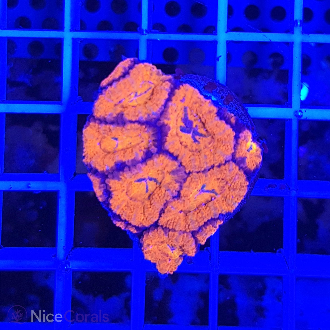 Acanthastrea