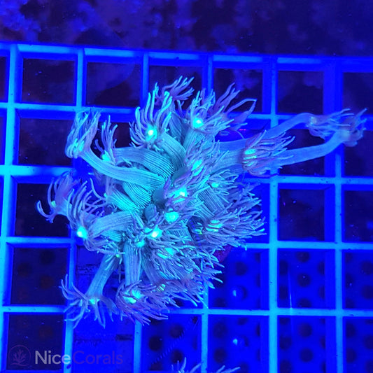 Goniopora