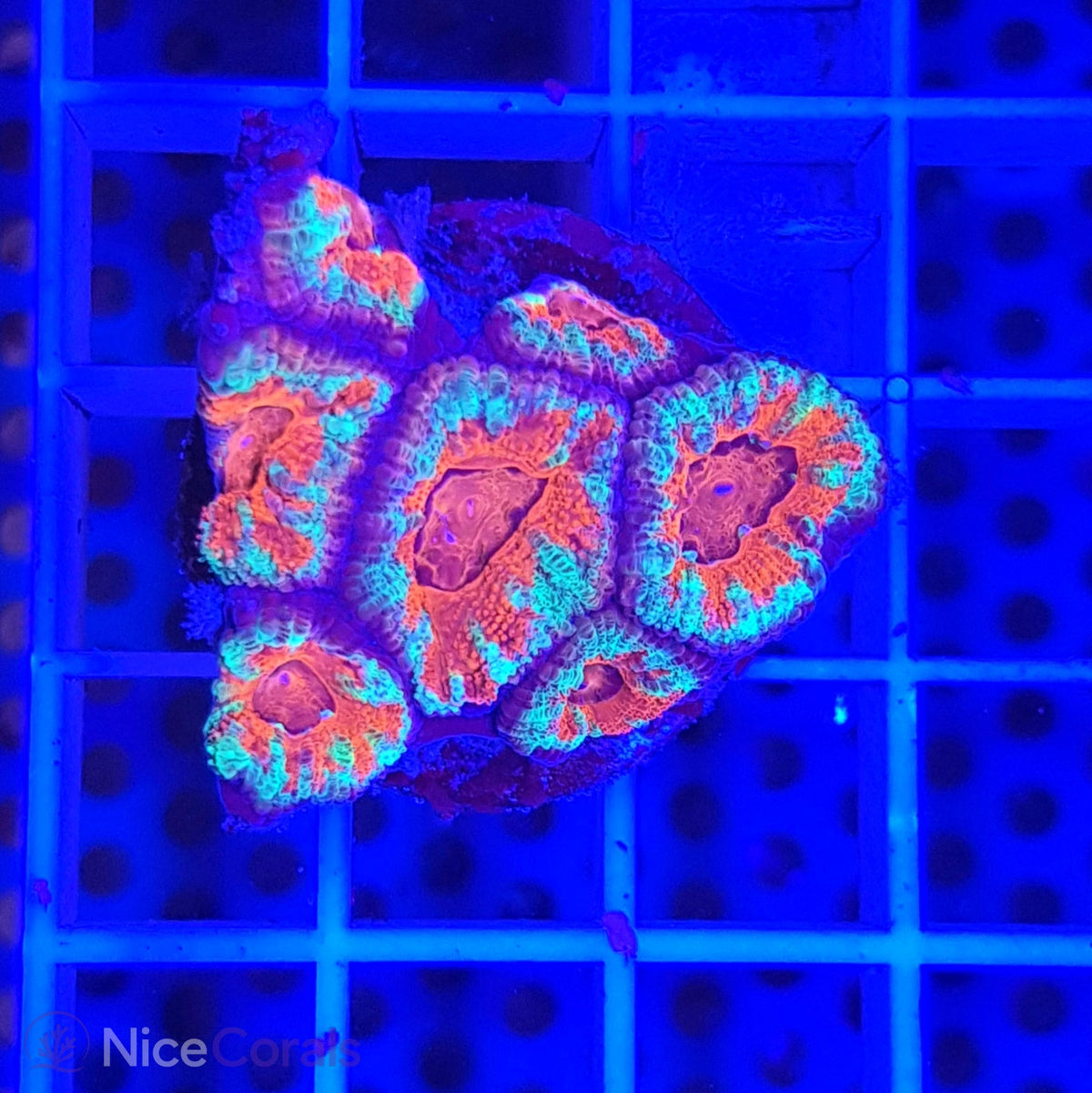 Acanthastrea