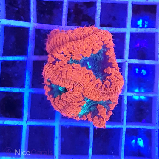 Blastomussa