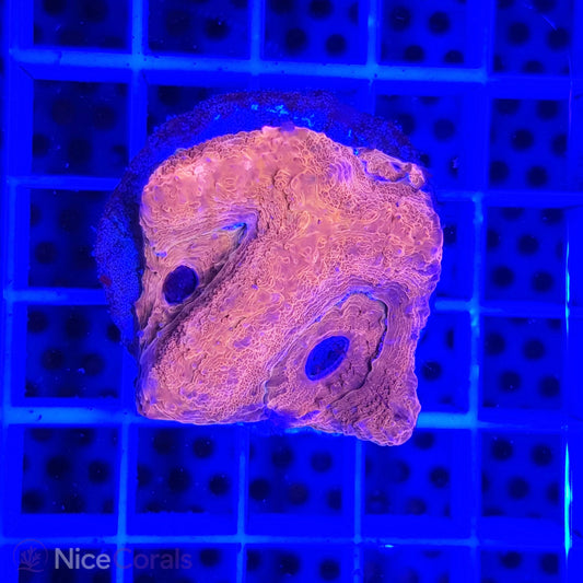 Acanthastrea bowerbanki