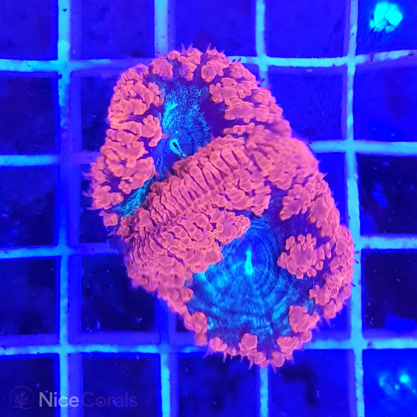 Blastomussa