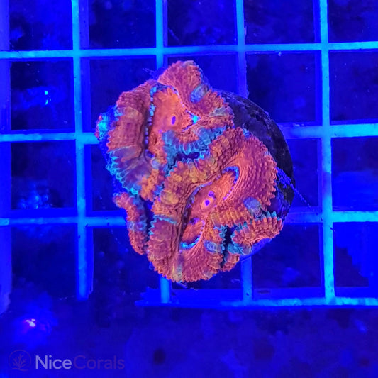 Acanthastrea