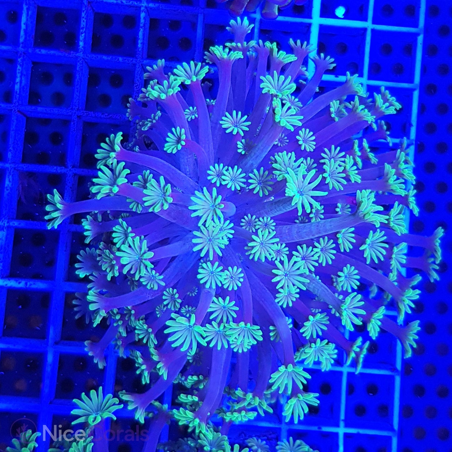 Alveopora