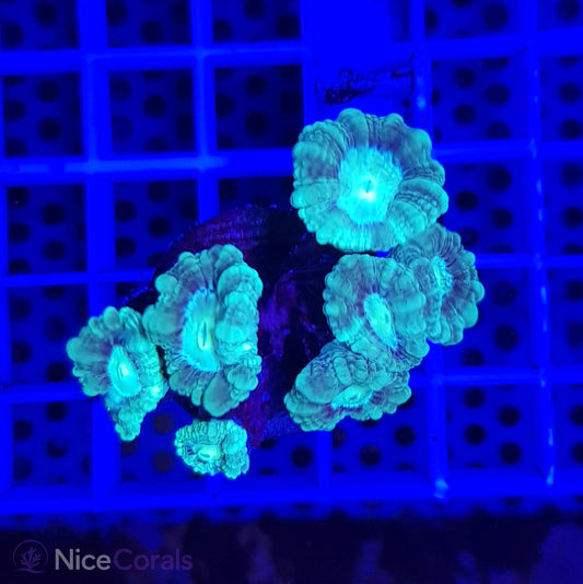 Caulastrea