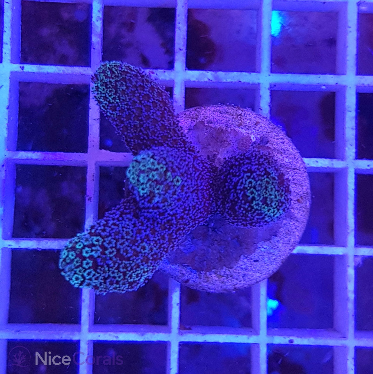 Stylophora