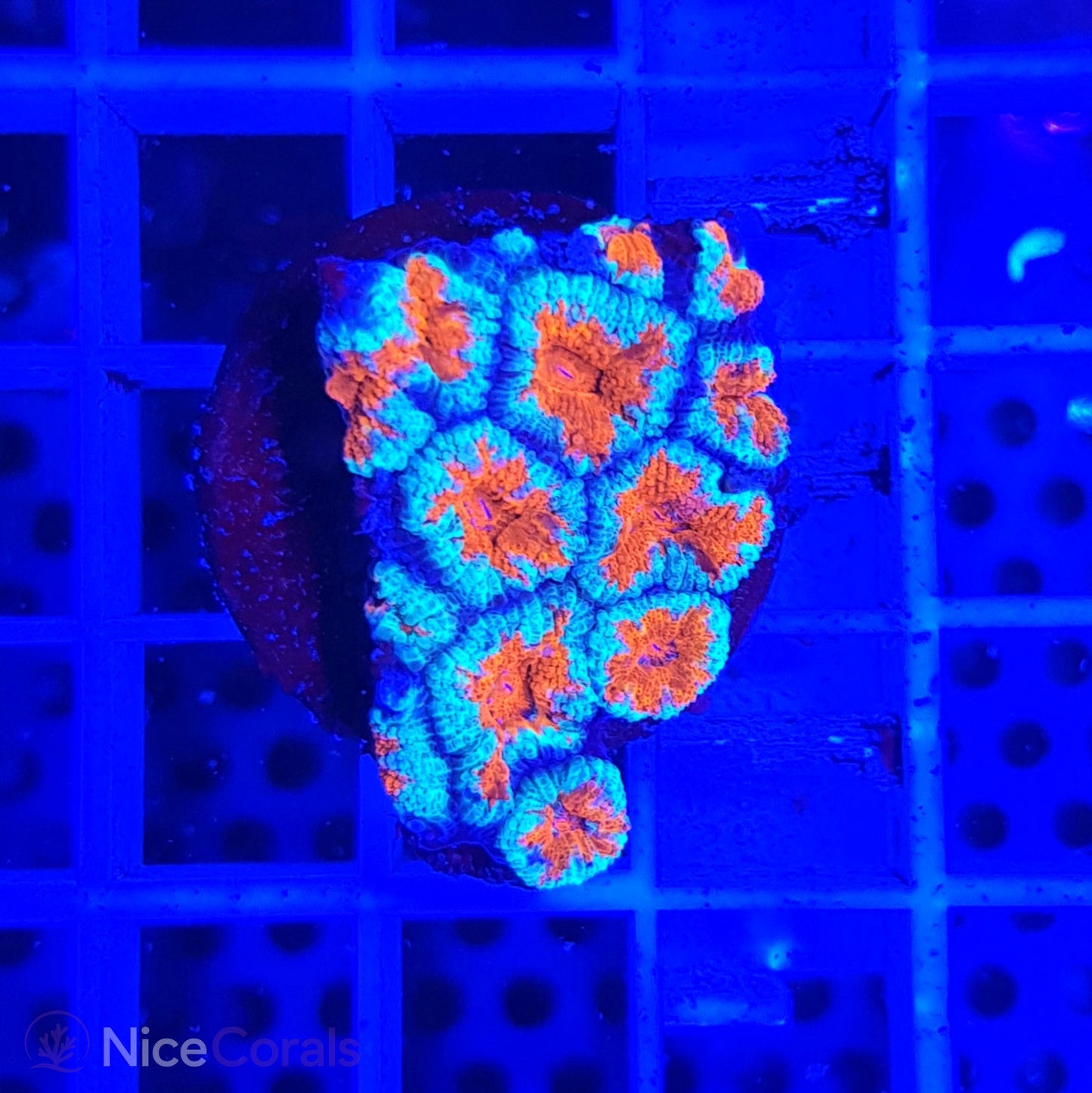 Acanthastrea