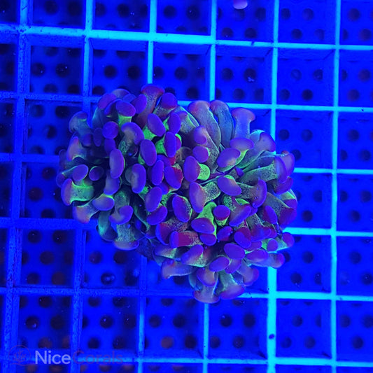 Euphyllia paraancora