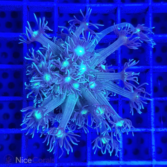 Goniopora