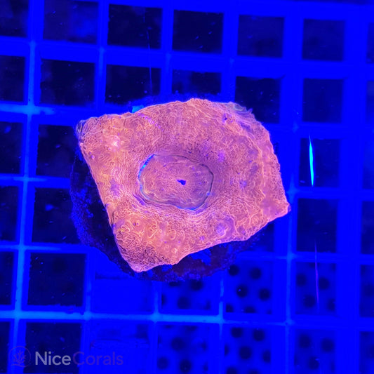 Acanthastrea bowerbanki