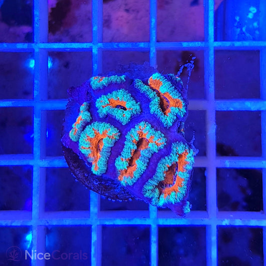 Acanthastrea