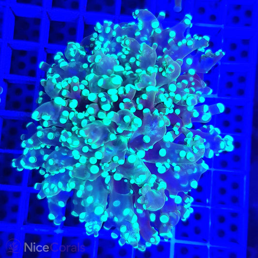 Euphyllia paradivisa