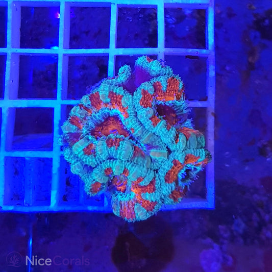 Acanthastrea