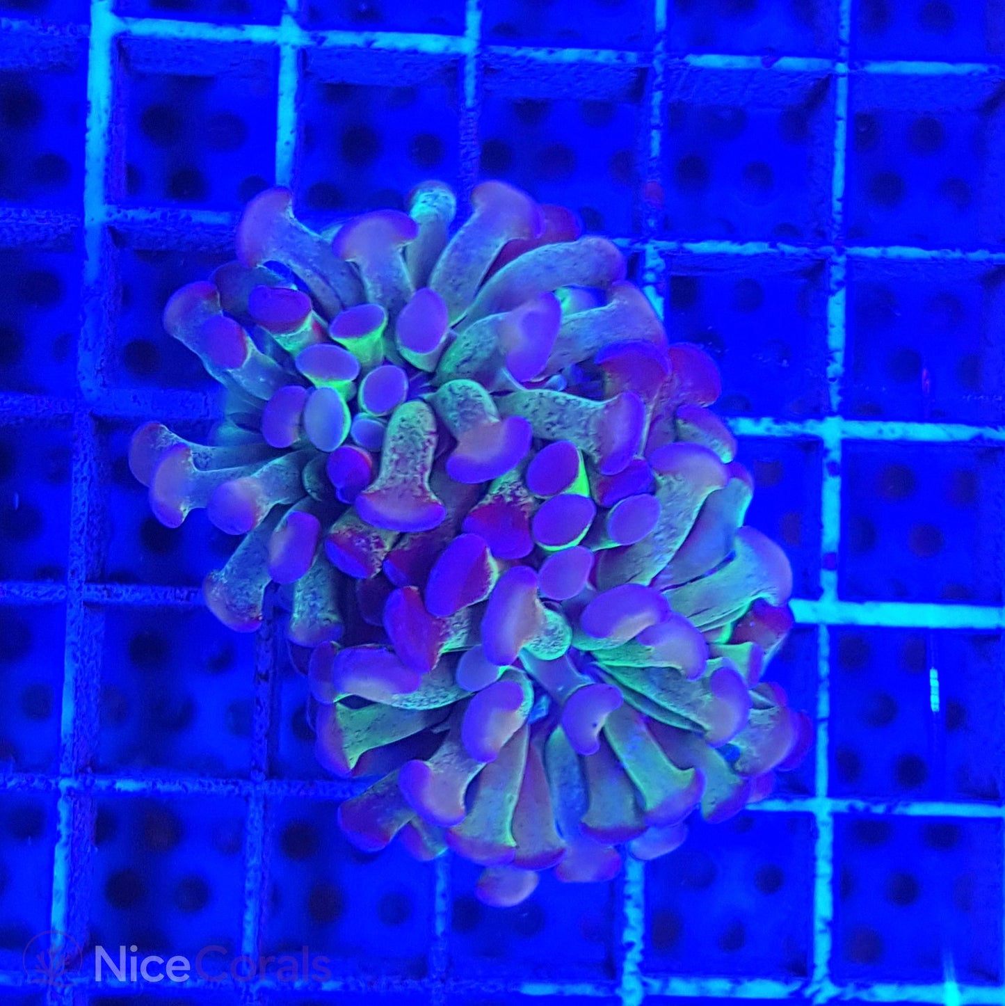 Euphyllia paraancora