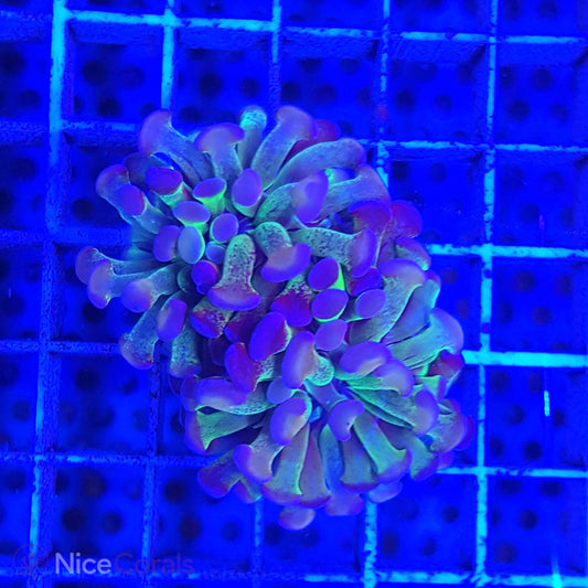 Euphyllia paraancora
