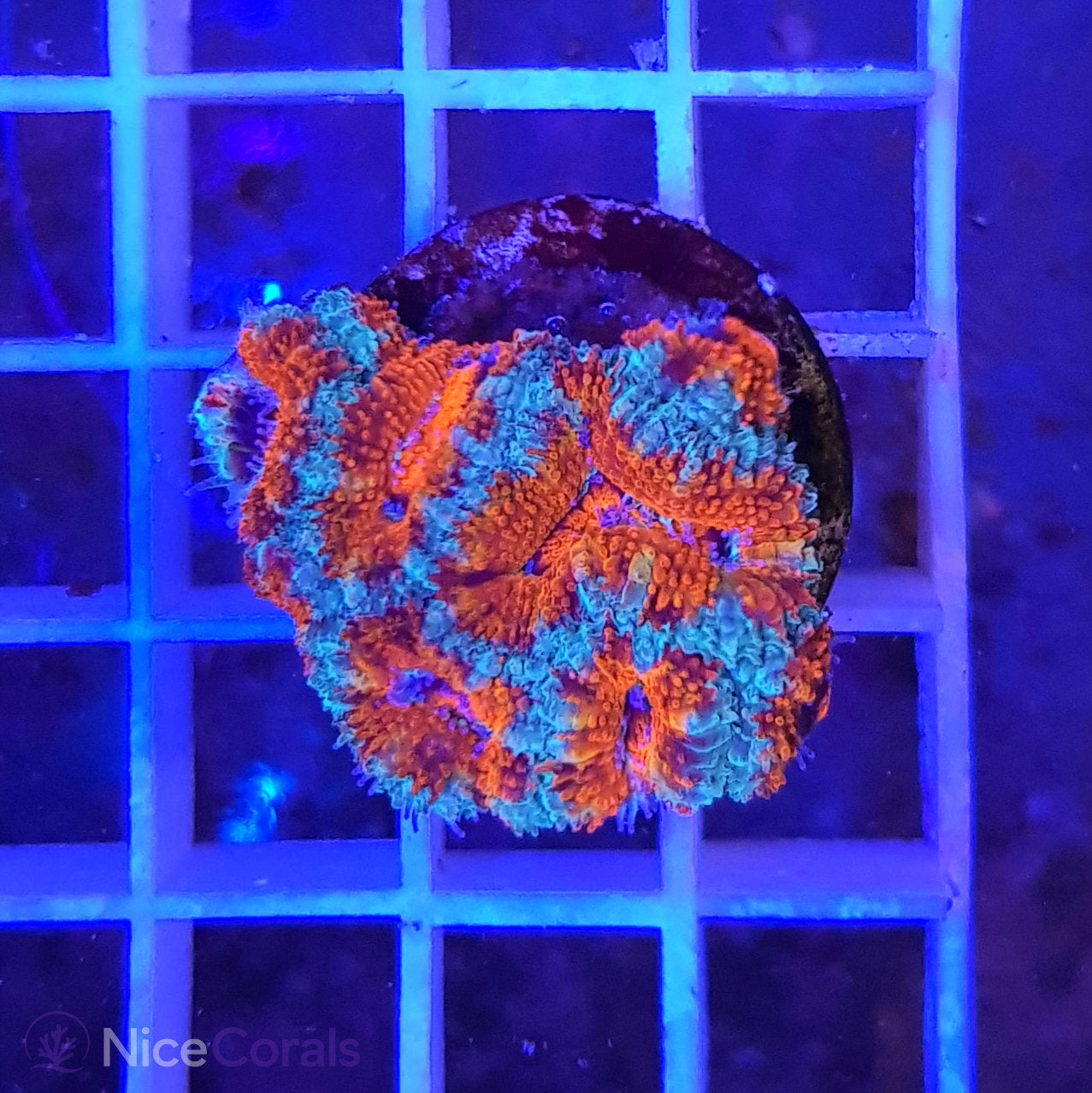 Acanthastrea
