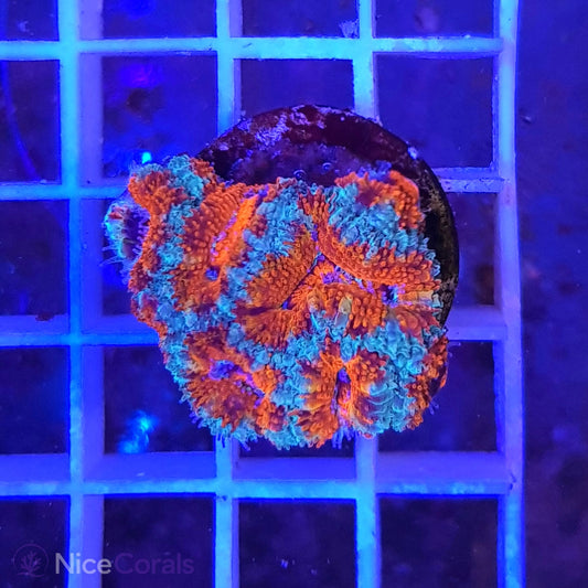 Acanthastrea