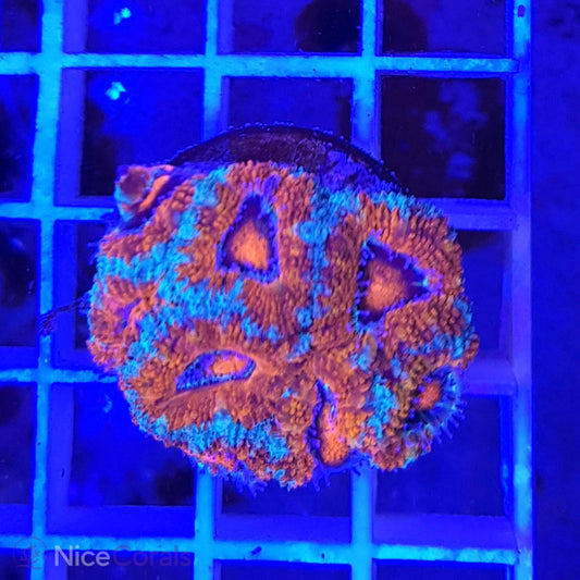 Acanthastrea
