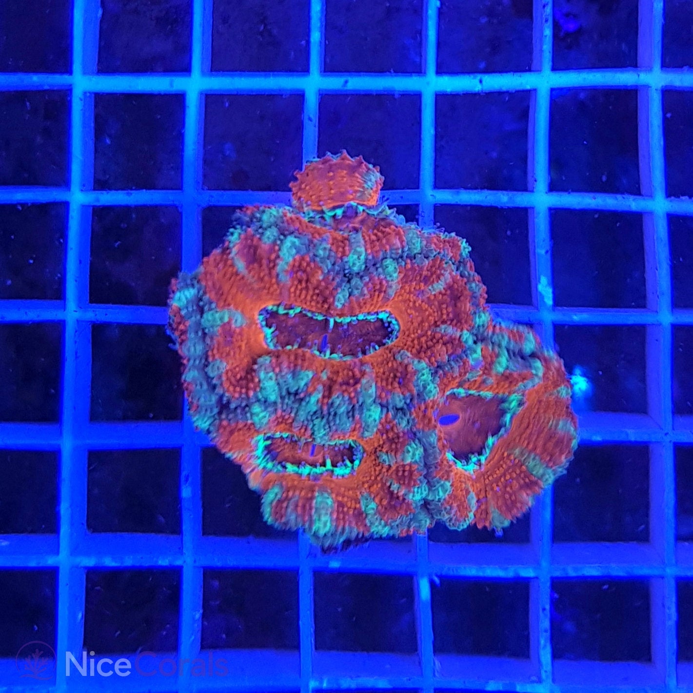 Acanthastrea