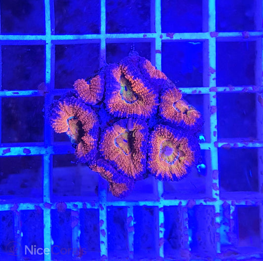 Acanthastrea