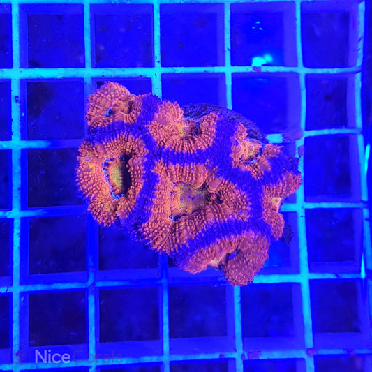 Acanthastrea