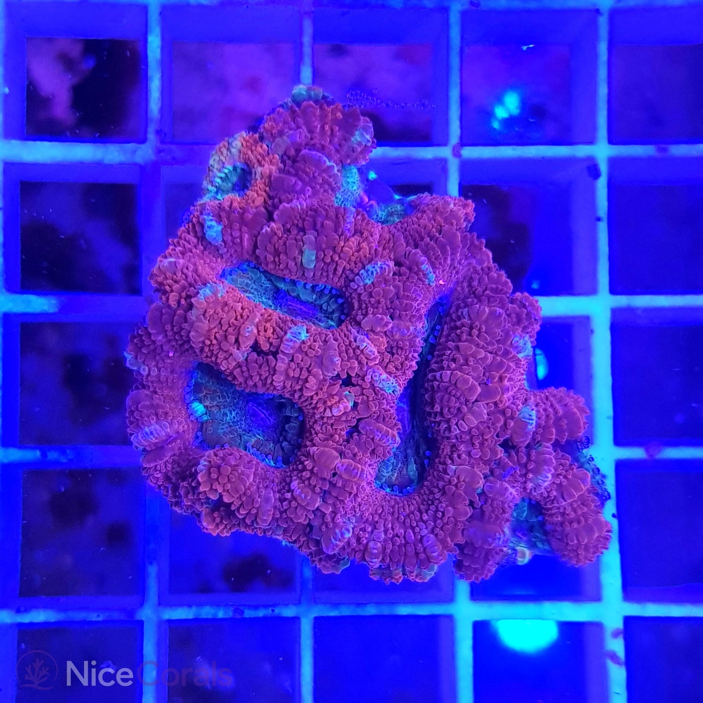 Acanthastrea