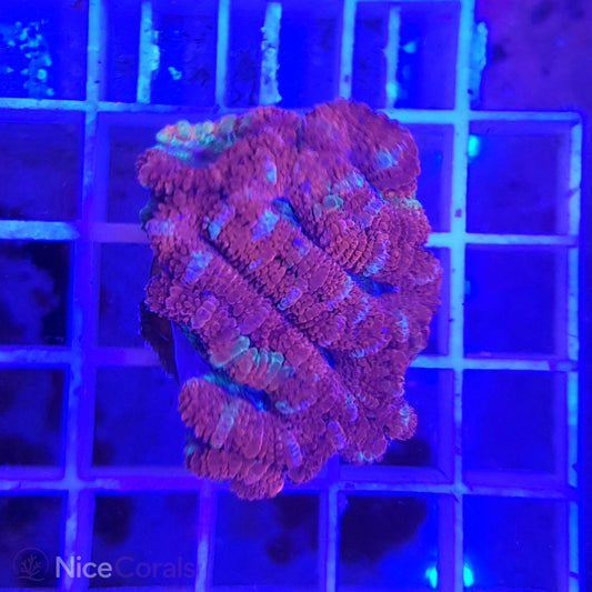 Acanthastrea