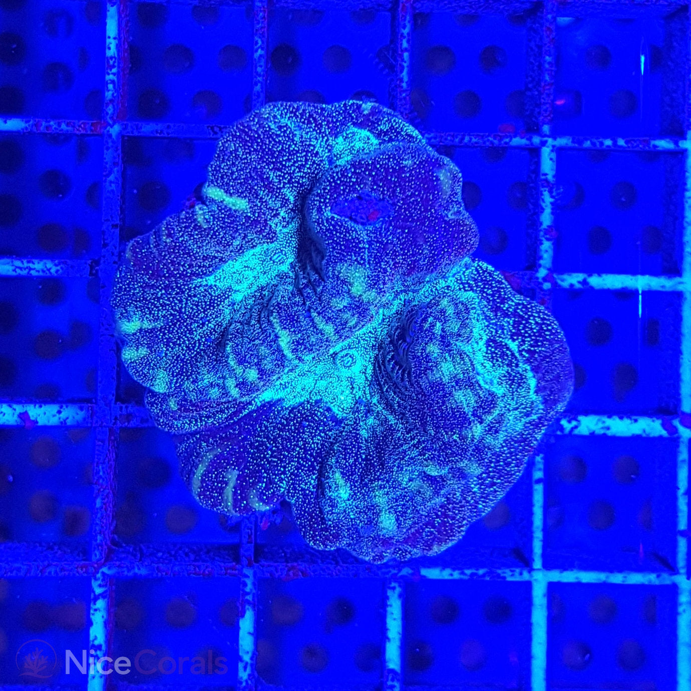 Oulophyllia