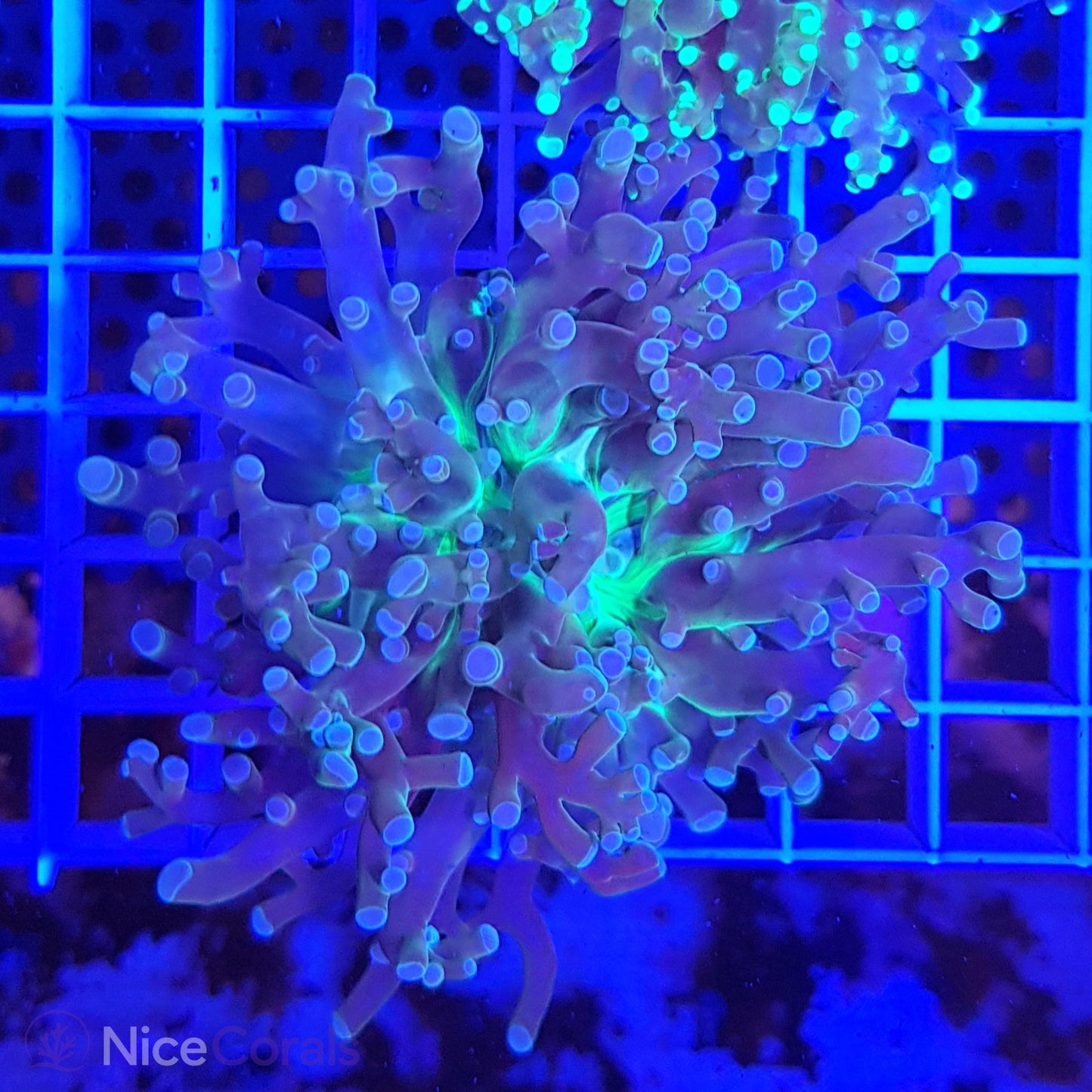 Euphyllia paradivisa