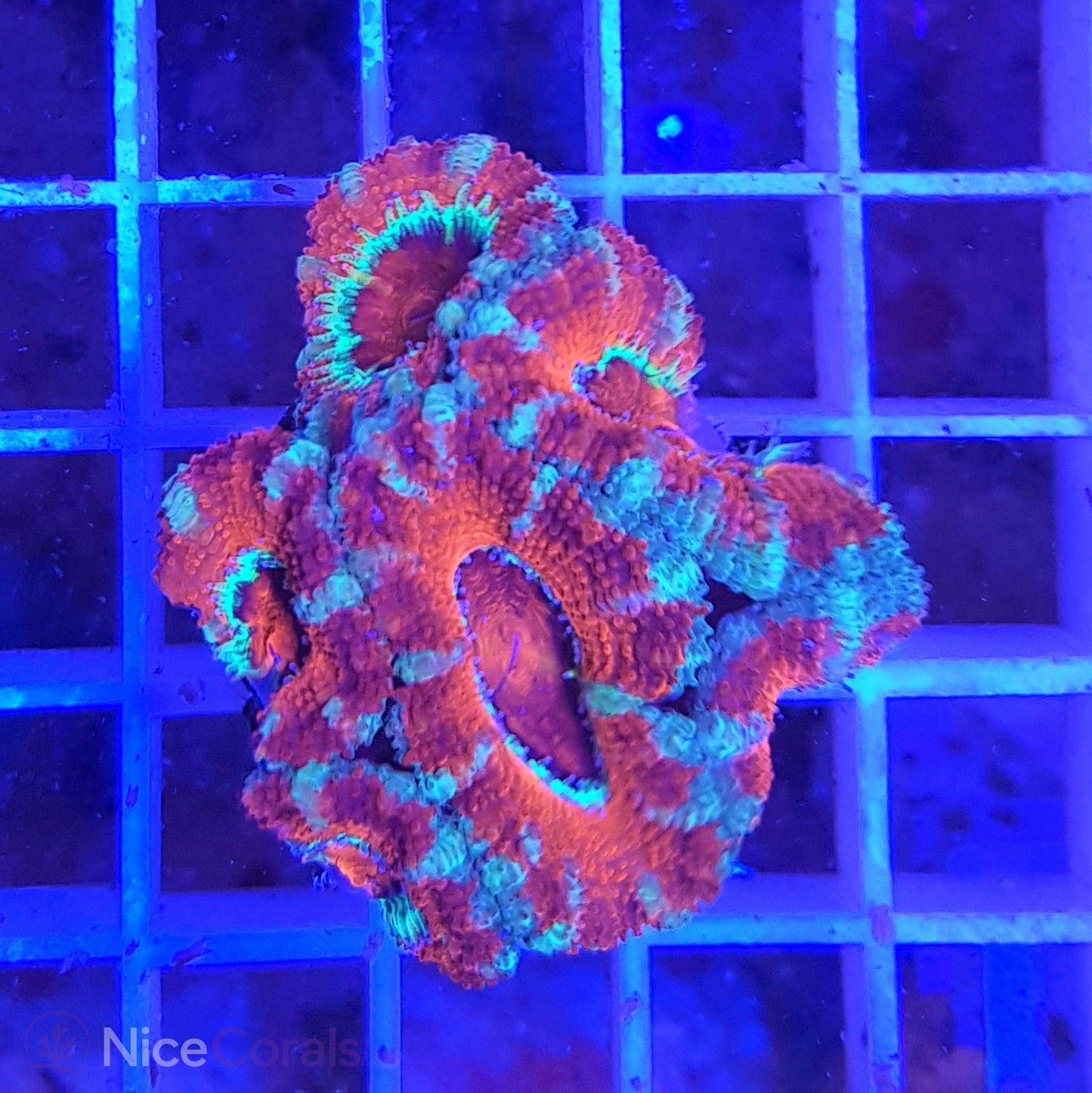 Acanthastrea