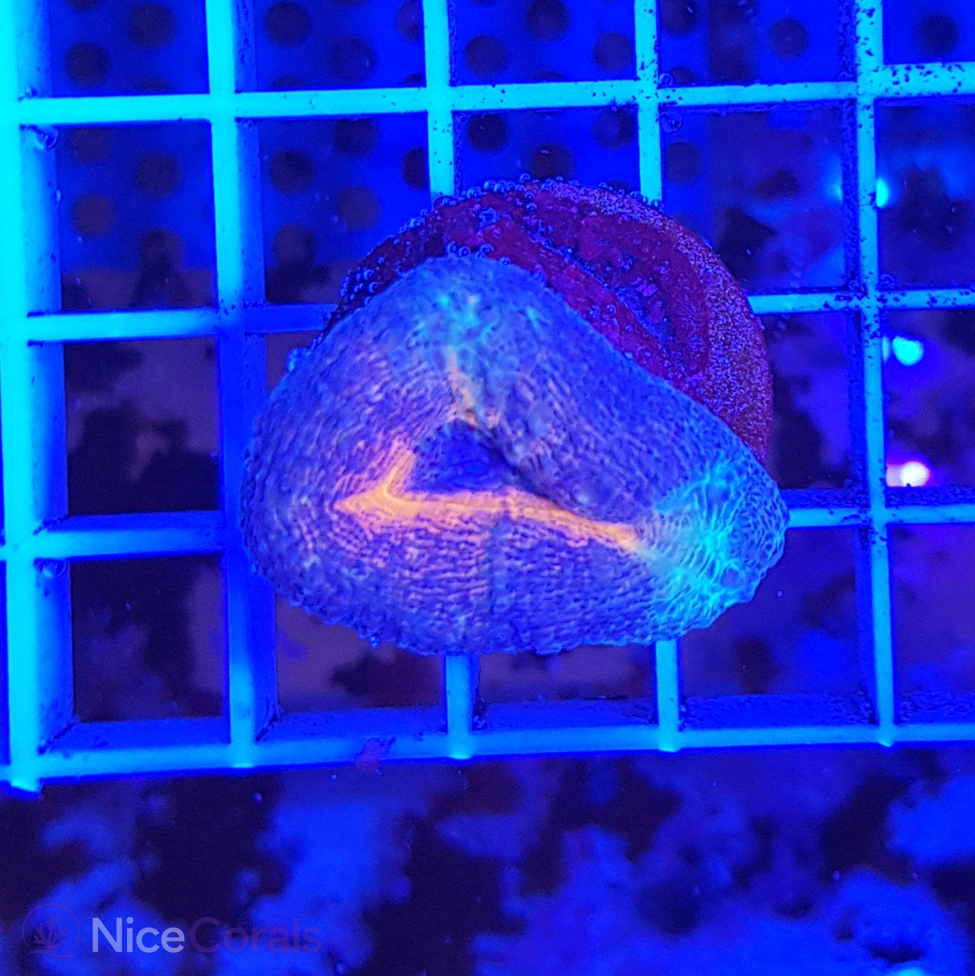 Lobophyllia
