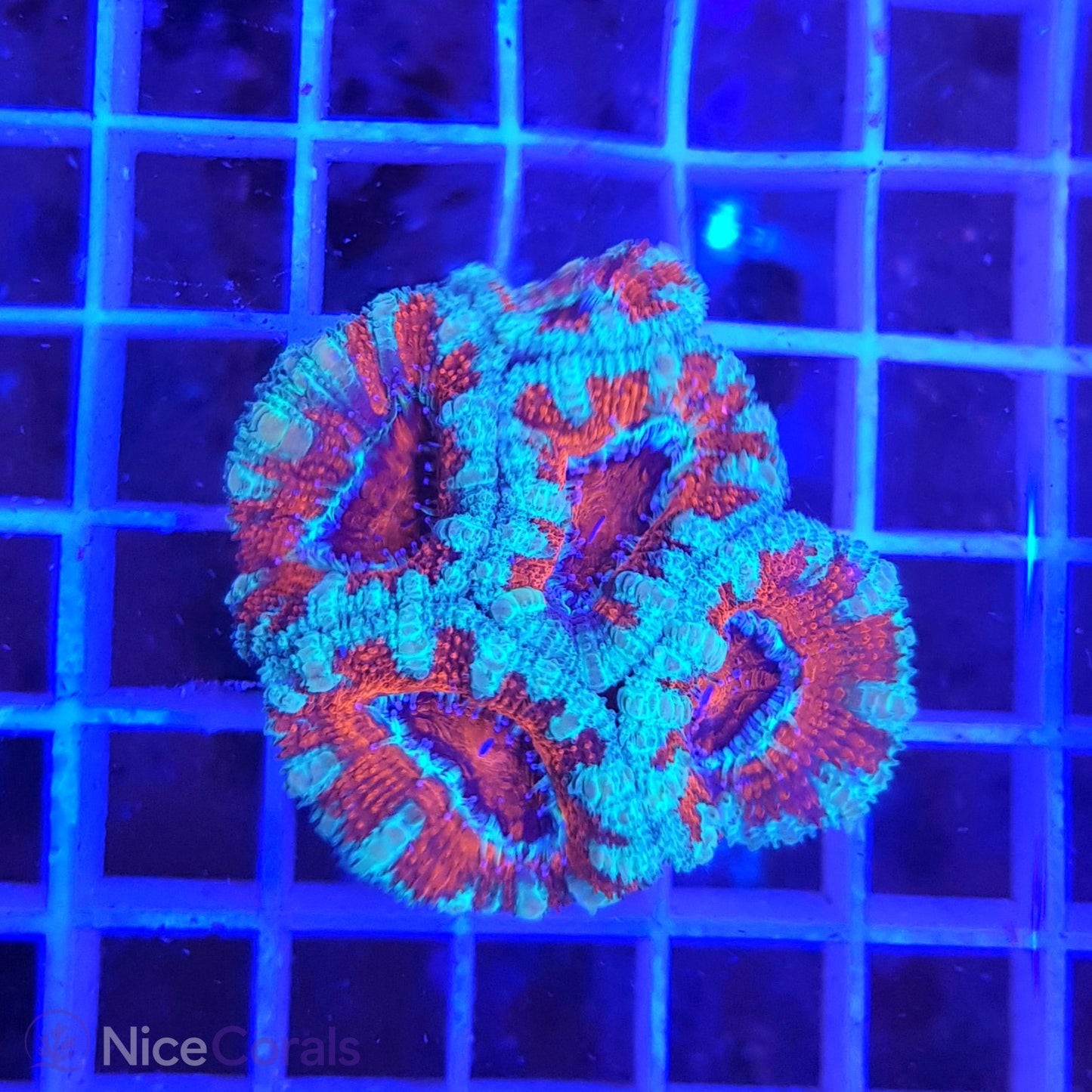 Acanthastrea