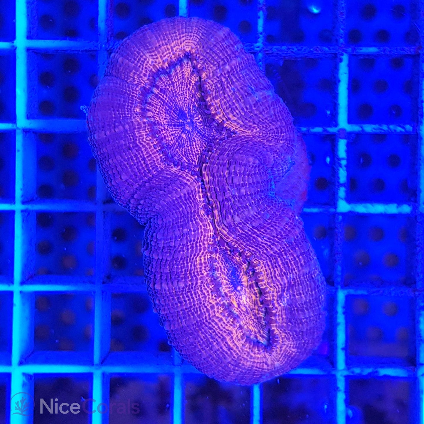Lobophyllia