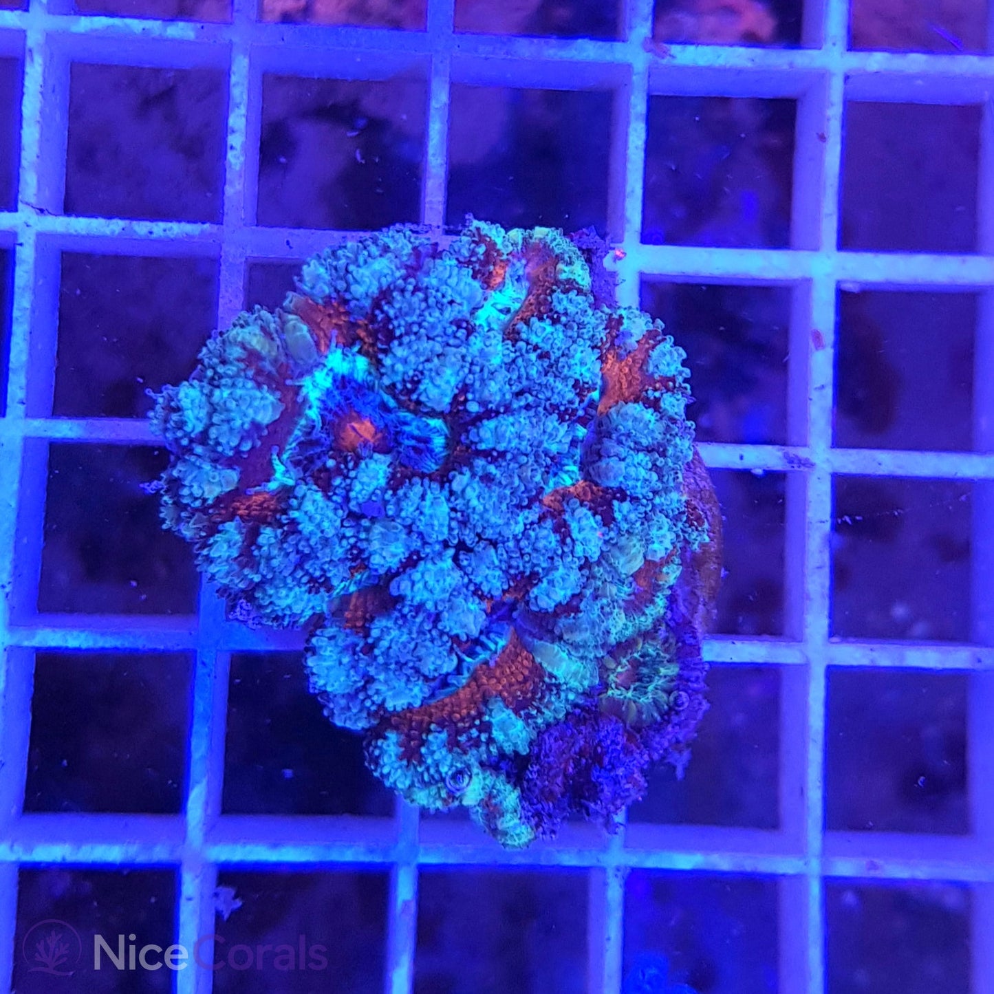 Acanthastrea