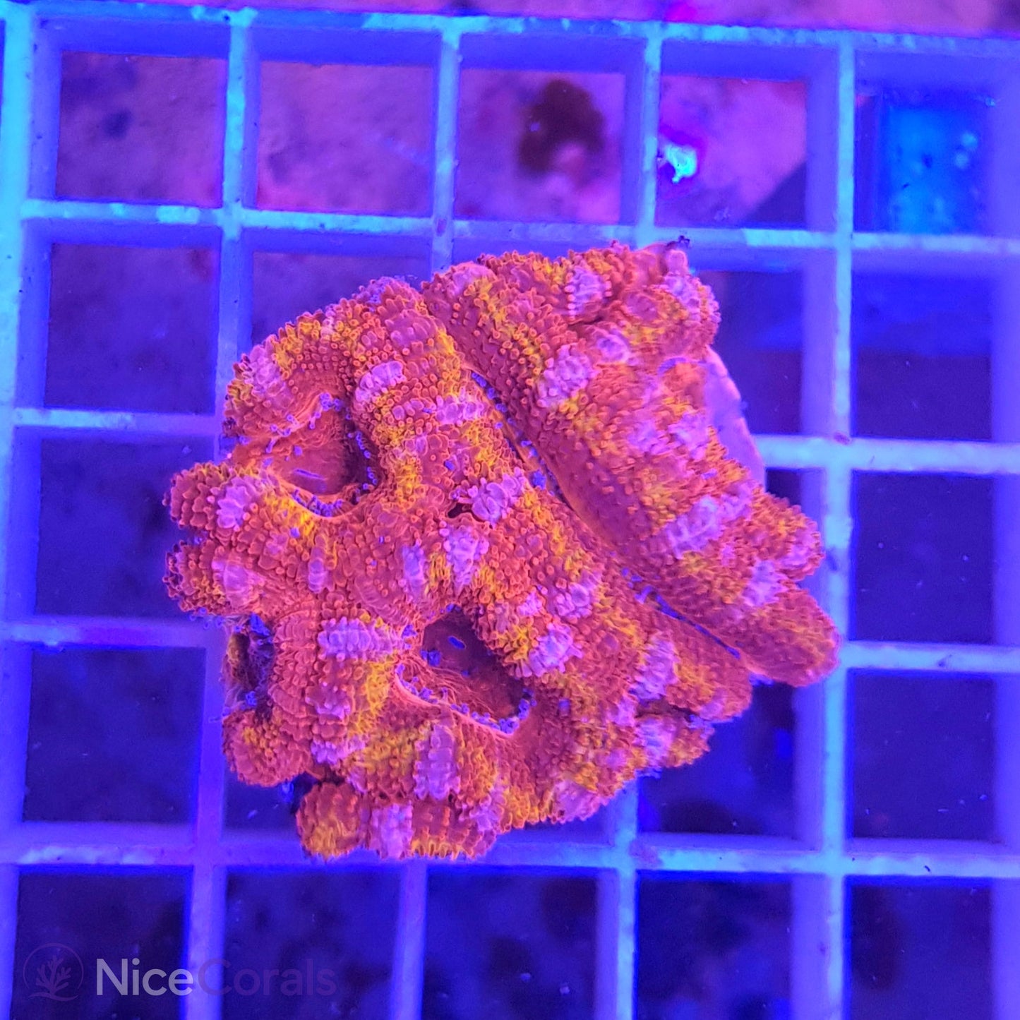 Acanthastrea