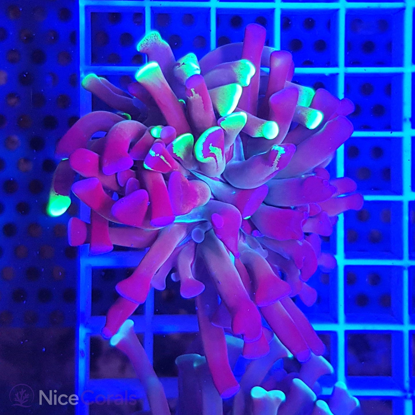 Euphyllia paraancora
