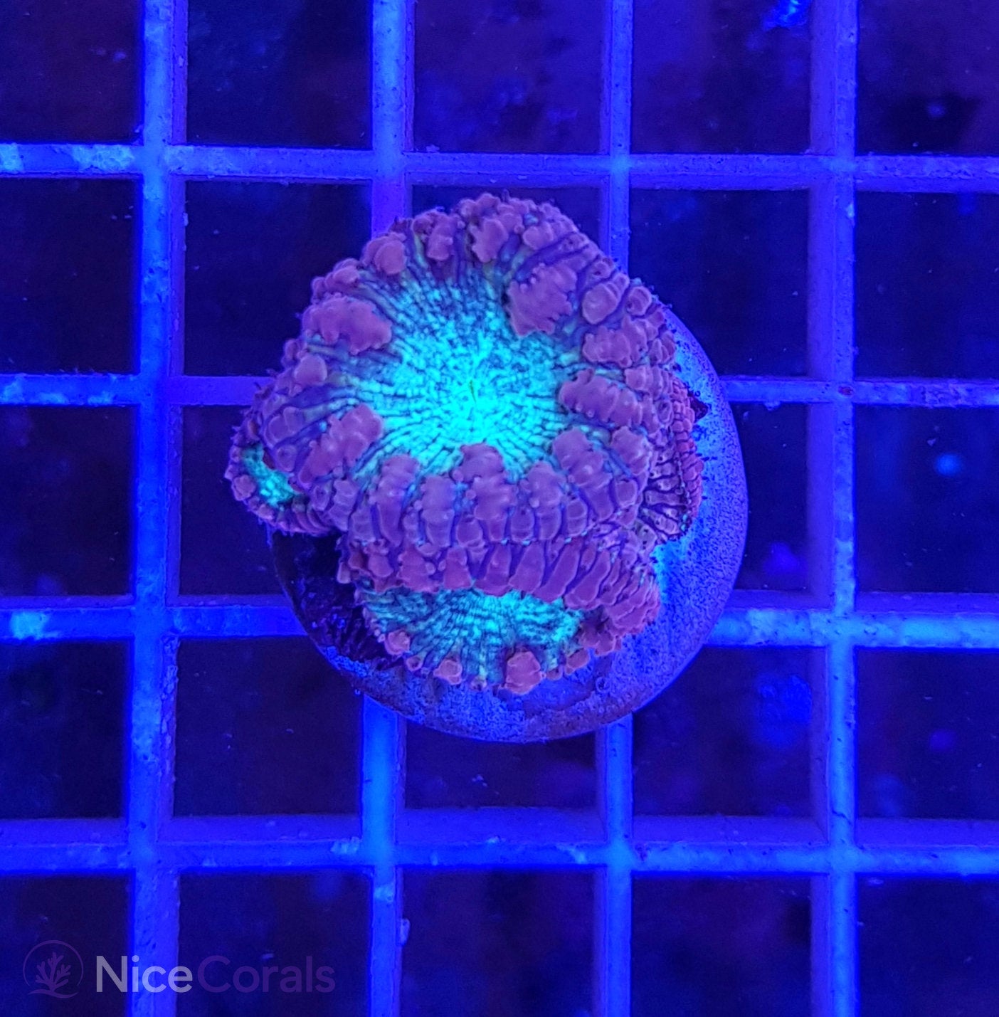 Blastomussa