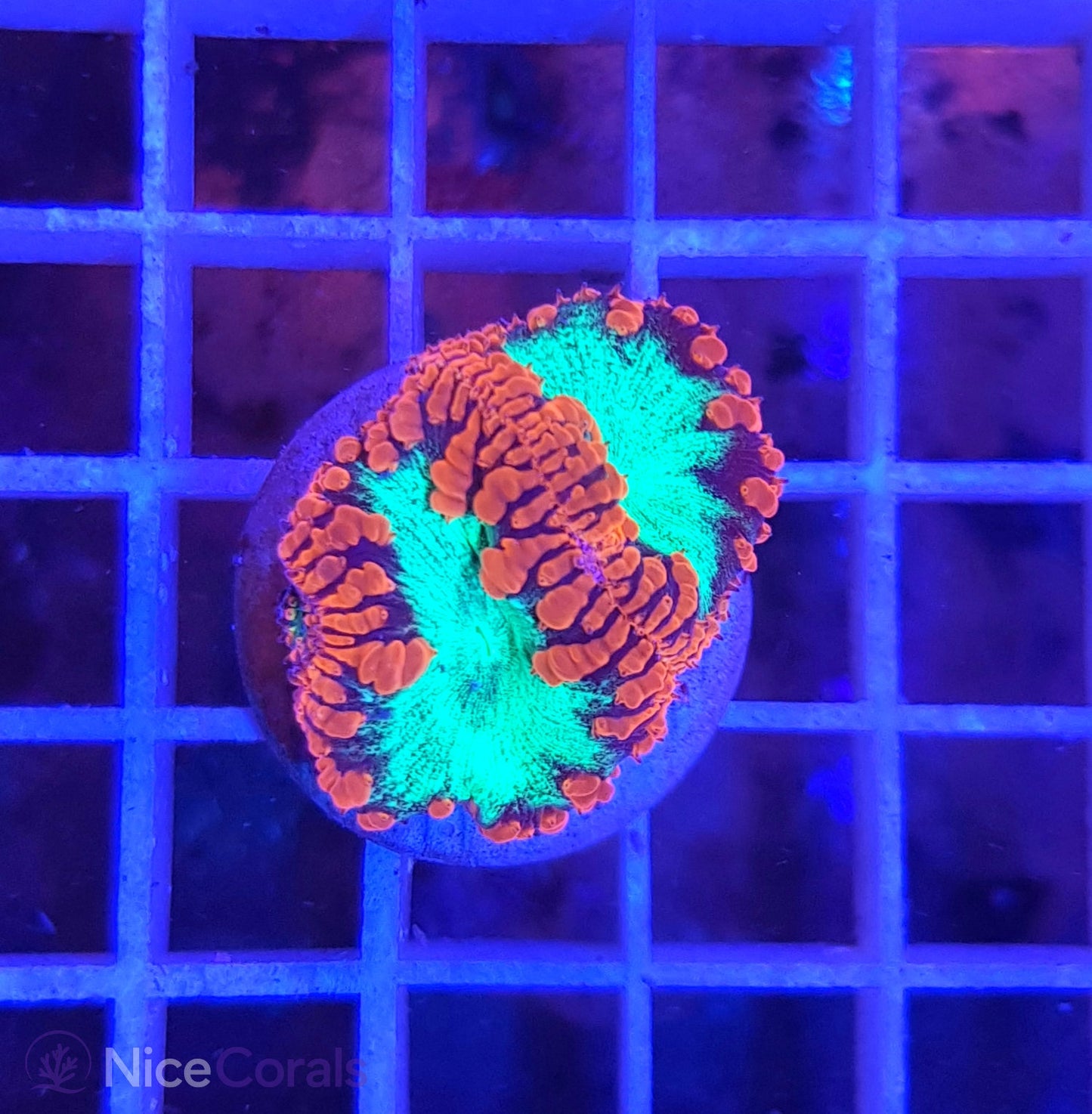 Blastomussa