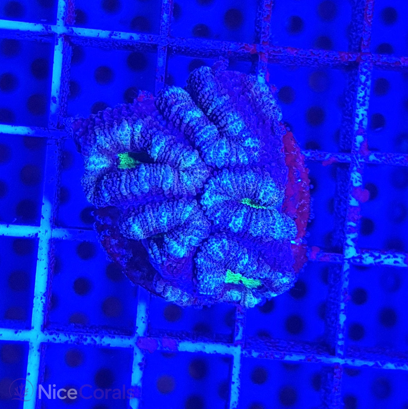 Acanthastrea