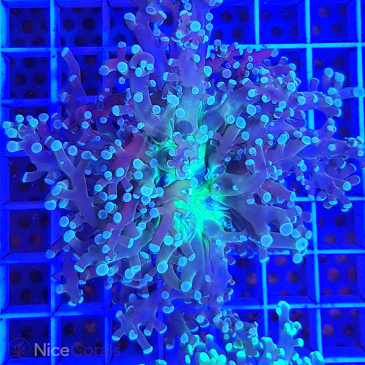 Euphyllia paradivisa