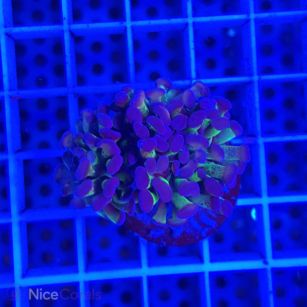Euphyllia paraancora