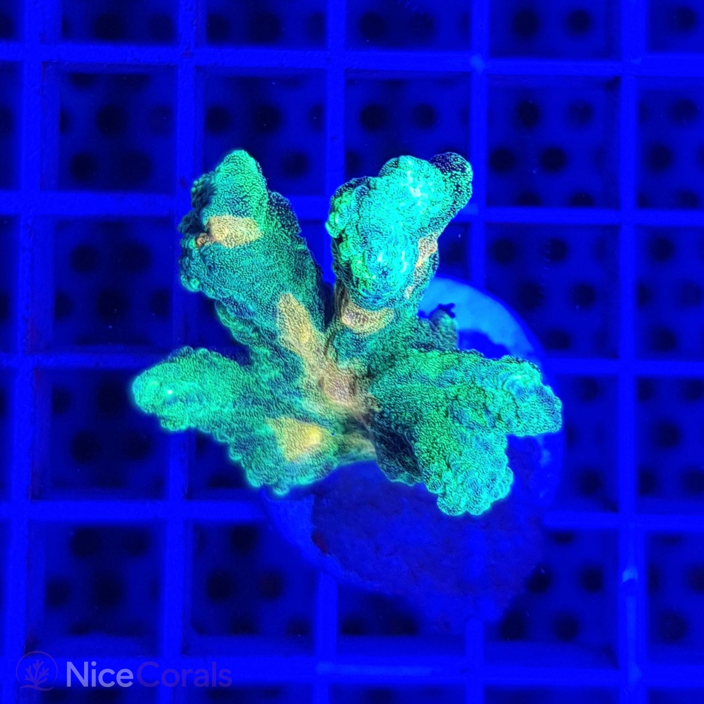 Pectinia Space Invader
