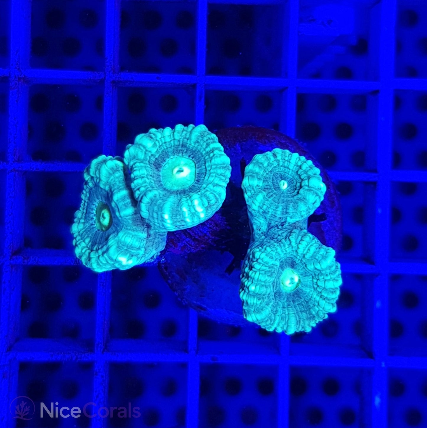 Caulastrea